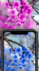 Gallery 0